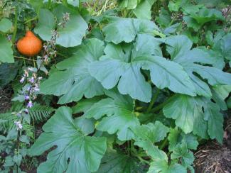 Citrouilles