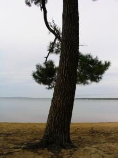 Un pin au bord du lac