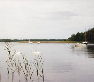 Des cygnes sur le lac