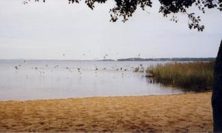 Envol de mouettes sur le lac