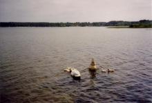 Des cygnes sur le lac